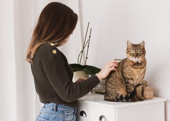 cat, woman, pet grooming