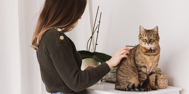 cat, woman, pet grooming
