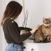 cat, woman, pet grooming