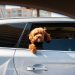 dog, puppy, pet