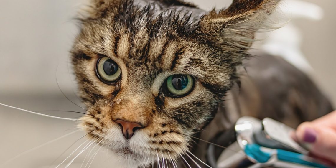grooming, cat, pet