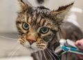 grooming, cat, pet