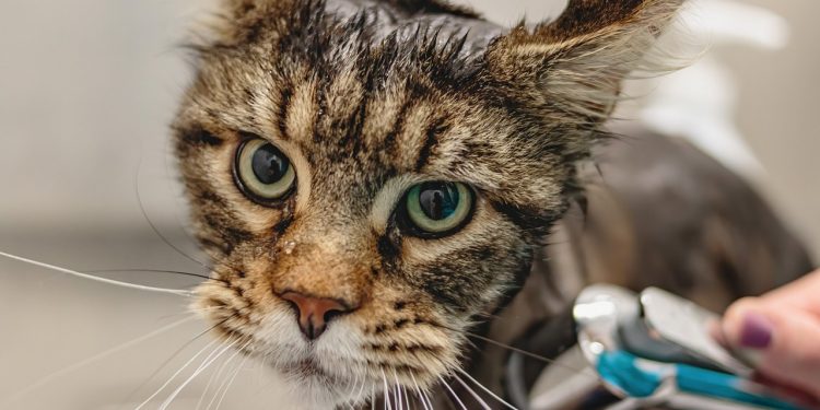 grooming, cat, pet
