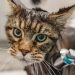grooming, cat, pet