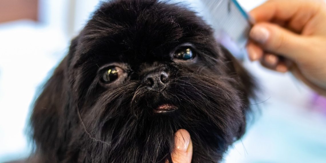 grooming, animal, pet