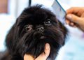 grooming, animal, pet