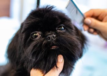 grooming, animal, pet