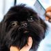grooming, animal, pet