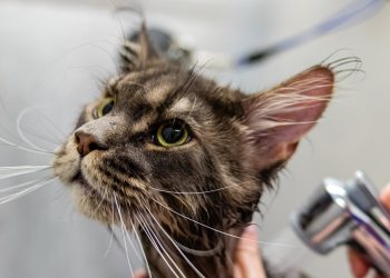 grooming, pet, animal