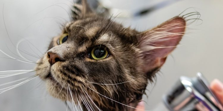 grooming, pet, animal
