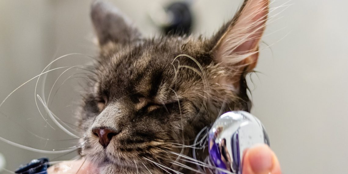 grooming, pet, cat
