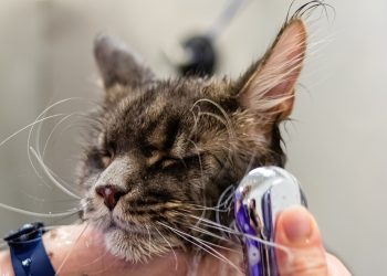 grooming, pet, cat