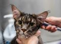 grooming, pet, cat