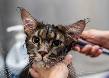 grooming, pet, cat