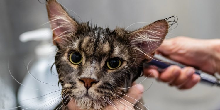 grooming, pet, cat