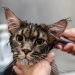 grooming, pet, cat