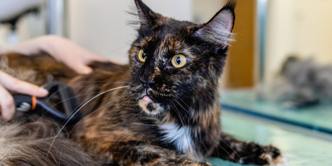 grooming, cat, pet care