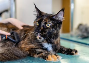 grooming, cat, pet care