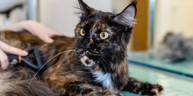grooming, cat, pet care
