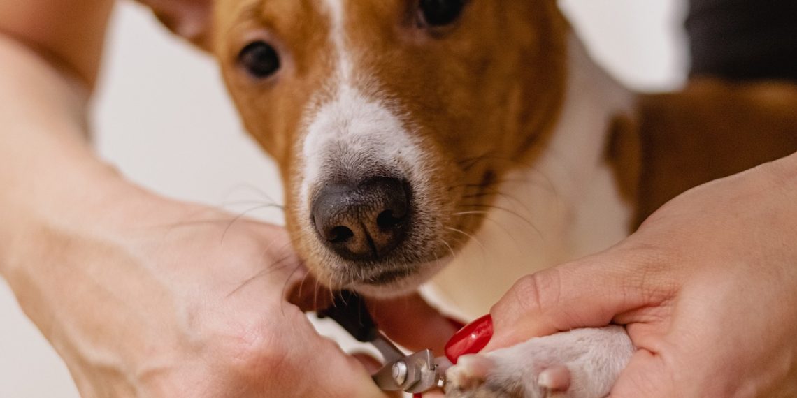 nail clipping, pet grooming, dog