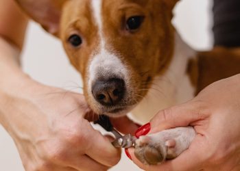 nail clipping, pet grooming, dog
