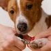nail clipping, pet grooming, dog