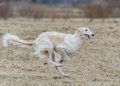 russian borzoi, dog, running