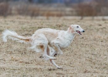 russian borzoi, dog, running