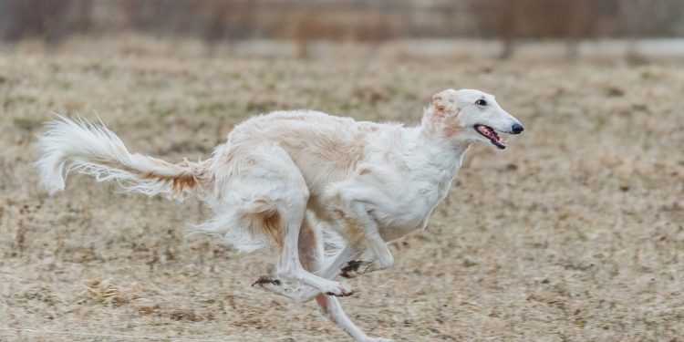 russian borzoi, dog, running