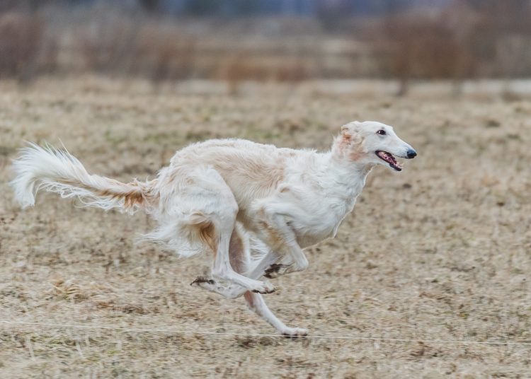 russian borzoi, dog, running