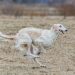 russian borzoi, dog, running