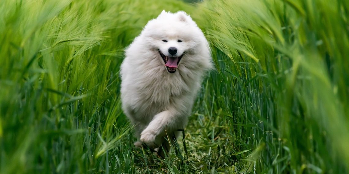 animal, dog, breed
