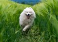 animal, dog, breed