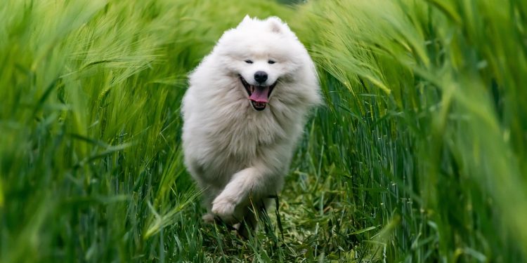 animal, dog, breed