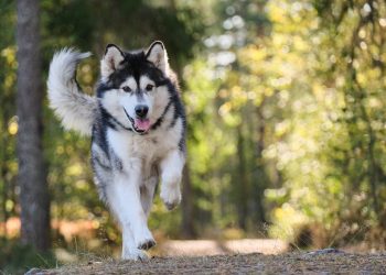 dog, canine, cute