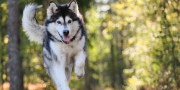 dog, canine, cute