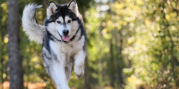 dog, canine, cute