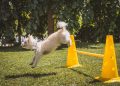 dog, white, animal