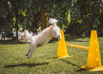 dog, white, animal
