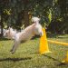 dog, white, animal