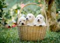 animals, puppy, canine