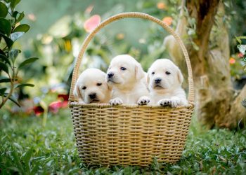 animals, puppy, canine