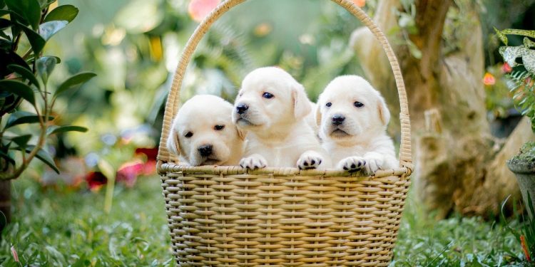 animals, puppy, canine