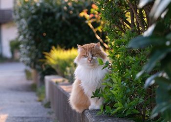 cat, feline, pet