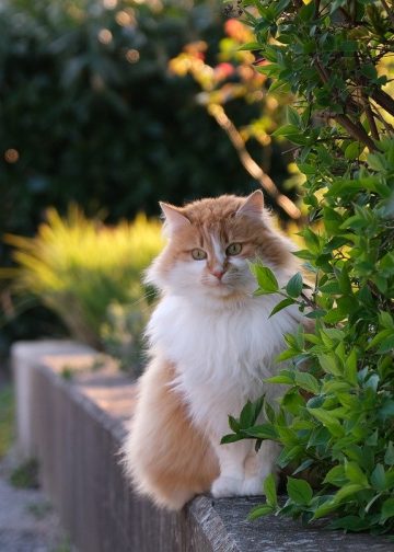 cat, feline, pet
