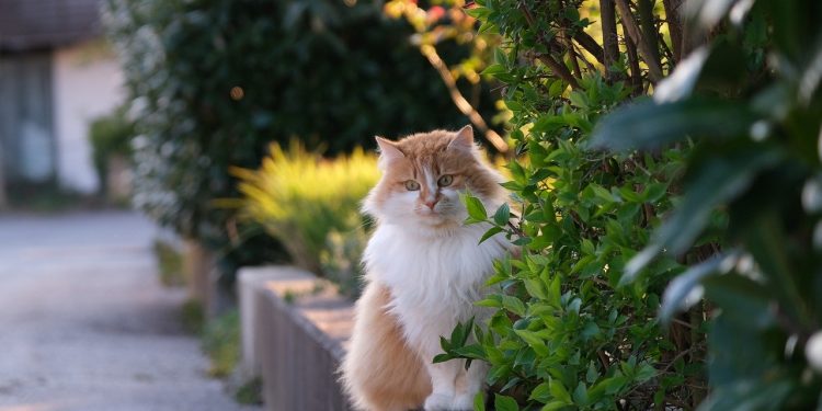 cat, feline, pet