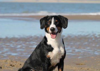 dog, beach, sea
