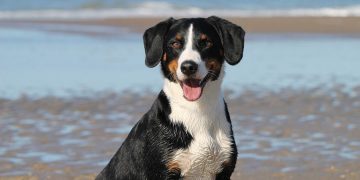 dog, beach, sea