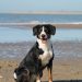 dog, beach, sea