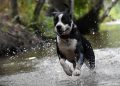 dog, happy, pet
